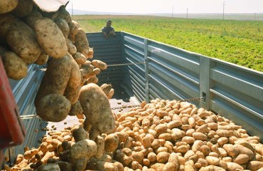 Iran Authorizes Duty Free Potato Exports