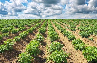 Ukraine Among World’s Top Three Potato Producing Countries
