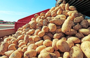 Washington State's Potato Industry Loses USD1bn