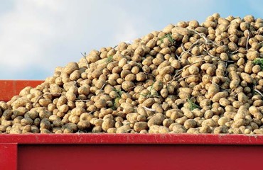 Potato Growers Face Brexit Reality