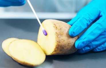 New Method Reveals Potato's Organic Background