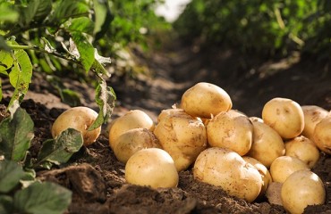 Challenges of Organic Potato Farming