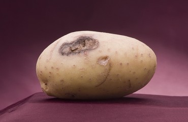Close Monitoring Can Keep Tubers Healthy in Storage