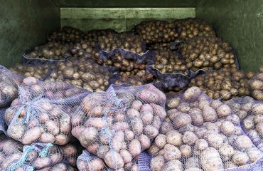 Bangladesh Imports 2,055 Tons of Potato Seed from The Netherlands