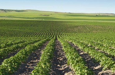 Idaho Potato Industry Shows Signs of Recovery