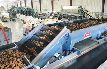 Leading US Potato Processor Chooses Tong for Advanced Grading and Washing