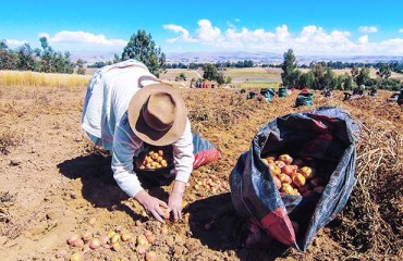 Study Reveals Potato’s Potential for Reducing Anemia