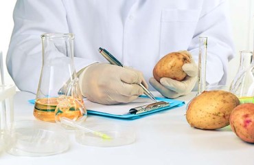 Researchers Use Potato DNA to Develop New Varieties
