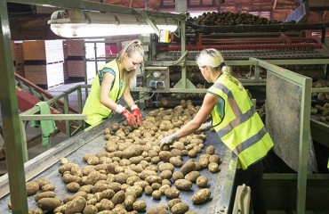 Potato Levy Ballot Opens After Decisive Horticulture Vote