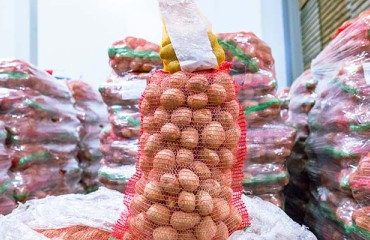 Ukrainian State-funded Program to Develop Potato Sector