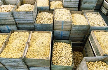 Dr. Laura Bouvet, AHDB: How to Keep Your Potato Storage Safe