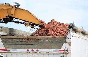Mexico's Top Court to Rule on US Potato Trade