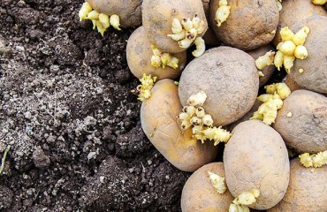 UK: Complete Parity Is Necessary to Resolve Seed Potato Export Issue