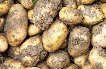 Tesco to Sell Unwashed Potatoes to Cut Food Waste