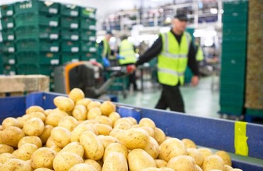 Uncertainty Slows Scottish Potato Sector