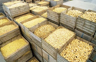 Potato Production Reaches New Highs