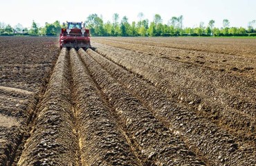 Concern Remains Over Northern Ireland Potato Seed Supply