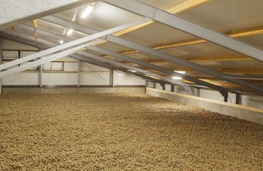 Control of Potato Storage Disease in Theory and Practice
