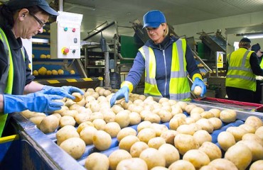 Washington Potato Industry Draws Line on Cost of COVID