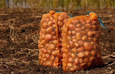 Mexican Potato Farmers Continue Fight Against US Imports