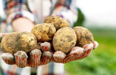 AHDB Starts Reducing its Horticulture and Potato Operations