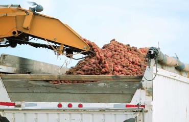 Mexican Potato Growers to Oversight US Potato Import Inspection