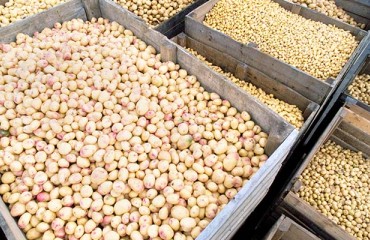 Detecting Tuber Disease Through Volatile Organic Compounds