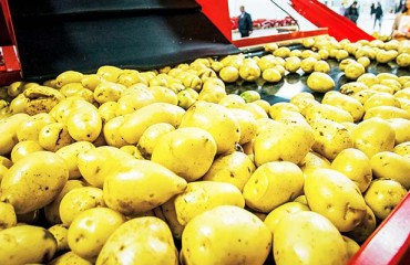 Irak: Kurdistan PM Announces New Potato Processing Plant in Duhok