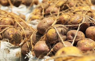 Kenya's Authorities to Crackdown on Unregistered Potato Dealers