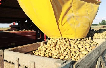 South Africa: Cold Weather Causes Potato Price Surge