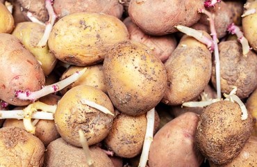Established and Novel Solutions for Sprout Suppression