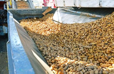 Washington Growers Look to Mexico for Export Recovery
