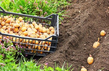 UK: Scotland Farmers Welcome Defra Decision to Halt EU Seed Potato Imports