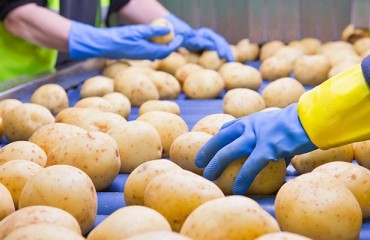 UK: Wolds Produce Acquires Potato Seed Supplier WM Quarrie
