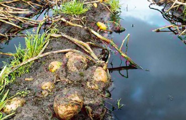 UK Potatoes, in Higher Demand After Floods Affected European Growers