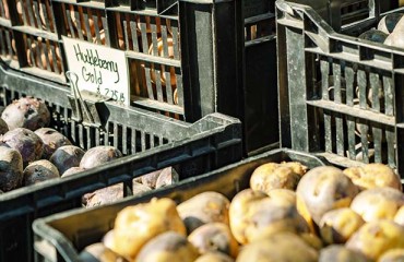 Amylose, The Potato’s “Secret” for Lower Glycemic Index