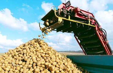 SA Potato Industry ‘Under Threat’ as Import Duty Expires