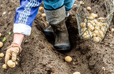 Scotland’s Potato Seed Industry Lobby for Renewing Trade with Europe