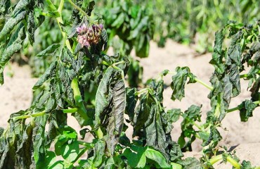 Frosts in Brazil Boosted the Local Potato Prices