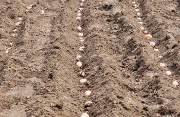 EU-04’s 2021 Potato Harvest Will Depend More on Yields Instead of Sown Areas