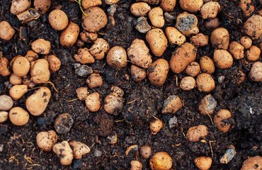 Challenging Summer Affects Potato Quality and Net Yields