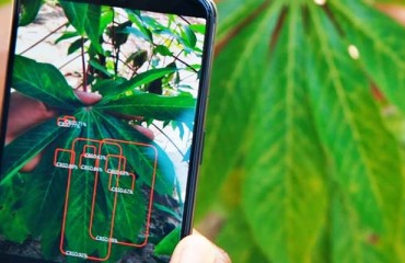 AI Tool for Diagnosing Potato Diseases