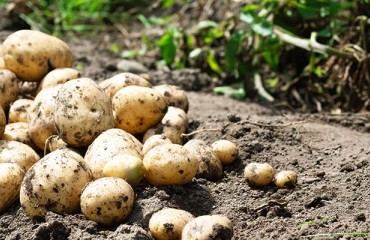 Single-digit Market Share for Organic Fresh Potato Consumption in Belgium