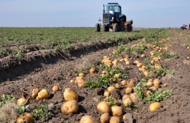 Ukraine both Imports and Exports Potatoes During Harvesting