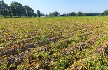 Red River Valley Potato Crop Below Expectations