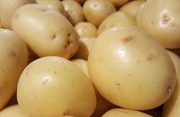 Higher Quantity and Quality of Potato Crops Compared to Last Year for US Aroostook County
