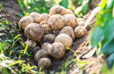 France Organic Potato 2020-2021 Supply and Demand Imbalance