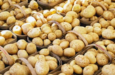 Varying Results in Canadian Potato Harvest