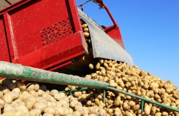 Canadian Potato Crop, Uneven Across the Country