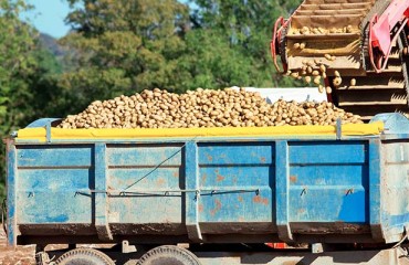 European Potato Yields, ‘Average’ at Best
